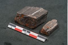 Foto (Seitenansicht) von Plantae indet.  (NHMW-GEO-2024-0188-11578)